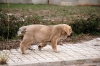 Filename=Alonso_3.jpg
Filesize=83KiB
Dimensions=723x480
Date added=%750 %03, %2006 Alonso_3.jpg