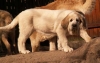Filename=Amora-11-weeks-2.jpg
Filesize=33KiB
Dimensions=608x389
Date added=%780 %28, %2012 Amora-11-weeks-2.jpg