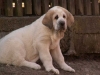 Filename=Amora-11-weeks-4-(2).jpg
Filesize=29KiB
Dimensions=640x480
Date added=%817 %28, %2012 Amora-11-weeks-4-(2).jpg