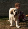 Filename=Amora-11-weeks2.jpg
Filesize=34KiB
Dimensions=454x475
Date added=%781 %28, %2012 Amora-11-weeks2.jpg