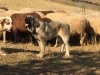 Filename=Anhur_Segar_De_Las_Canas.jpg
Filesize=376KiB
Dimensions=2048x1536
Date added=%672 %17, %2018 Anhur_Segar_De_Las_Canas.jpg