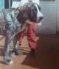 Filename=Ano_1986_Tiburon_hijo_de_Tigre.jpg
Filesize=58KiB
Dimensions=817x960
Date added=%630 %24, %2017 Ano_1986_Tiburon_hijo_de_Tigre.jpg
