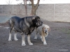 Filename=Apolo_with_Bastien.jpg
Filesize=76KiB
Dimensions=640x480
Date added=%907 %21, %2013 Apolo_with_Bastien.jpg
