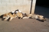 Filename=Aranda_de_Fontexunquera,_excelente_ninera_.jpg
Filesize=98KiB
Dimensions=960x639
Date added=%705 %11, %2015 Aranda_de_Fontexunquera,_excelente_ninera_.jpg