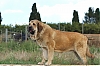 Filename=Artillero_de_Jusiante_ano_2017.jpg
Filesize=419KiB
Dimensions=2048x1365
Date added=%016 %31, %2021 Artillero_de_Jusiante_ano_2017.jpg