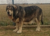 Filename=Astrid~0.jpg
Filesize=300KiB
Dimensions=1223x873
Date added=%658 %06, %2019 Astrid~0.jpg