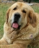 Filename=Atenea_de_Barrieros.jpg
Filesize=63KiB
Dimensions=571x707
Date added=%984 %22, %2019 Atenea_de_Barrieros.jpg