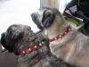 Filename=B+DN.jpg
Filesize=49KiB
Dimensions=480x360
Date added=%885 %08, %2009 B+DN.jpg