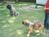 Filename=BACKYARD.jpg
Filesize=37KiB
Dimensions=480x360
Date added=%902 %09, %2007 BACKYARD.jpg