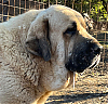 Filename=Barracus_Segar_De_Las_Canas.jpg
Filesize=3157KiB
Dimensions=1519x1471
Date added=%873 %20, %2022 Barracus_Segar_De_Las_Canas.jpg