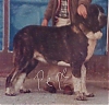 Becerrillo2C1987.jpg