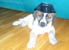 Filename=Bichito.jpg
Filesize=54KiB
Dimensions=712x520
Date added=%997 %27, %2006 Bichito.jpg