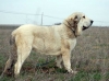 Filename=Bimba3.jpg
Filesize=104KiB
Dimensions=987x736
Date added=%503 %06, %2007 Bimba3.jpg