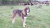 Filename=Bjorn_de_Abelgas.jpg
Filesize=249KiB
Dimensions=1600x900
Date added=%768 %05, %2019 Bjorn_de_Abelgas.jpg