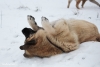 Filename=Blanca_Mastifalco.jpg
Filesize=80KiB
Dimensions=1100x740
Date added=%920 %06, %2019 Blanca_Mastifalco.jpg