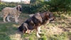 Filename=Braira_de_abelgas--.jpg
Filesize=135KiB
Dimensions=960x540
Date added=%583 %11, %2015 Braira_de_abelgas--.jpg