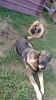 Filename=Braira_de_abelgas.jpg
Filesize=134KiB
Dimensions=540x960
Date added=%583 %11, %2015 Braira_de_abelgas.jpg