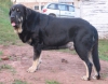 Bruno_(Hosco_de_Tierra_de_Orbigo)--.jpg