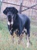 Filename=Bruno_(Hosco_de_Tierra_de_Orbigo).jpg
Filesize=115KiB
Dimensions=723x960
Date added=%705 %04, %2016 Bruno_(Hosco_de_Tierra_de_Orbigo).jpg
