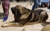 Filename=Cíngaro_de_Hazas_del_Cesto,m.jpg
Filesize=110KiB
Dimensions=960x601
Date added=%874 %05, %2017 Cíngaro_de_Hazas_del_Cesto,m.jpg