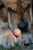 Filename=CSC_0095.jpg
Filesize=182KiB
Dimensions=852x1280
Date added=%779 %08, %2010 CSC_0095.jpg