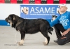 Filename=C_CACHORRO.jpg
Filesize=98KiB
Dimensions=981x695
Date added=%939 %16, %2015 C_CACHORRO.jpg