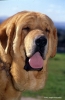 Filename=Cab-Gaspar.jpg
Filesize=67KiB
Dimensions=737x1133
Date added=%865 %24, %2011 Cab-Gaspar.jpg