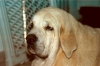 Filename=Cabeza-Trufa.jpg
Filesize=19KiB
Dimensions=600x400
Date added=%728 %03, %2006 Cabeza-Trufa.jpg
