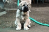 Filename=Cachorra-de-Cantero.jpg
Filesize=60KiB
Dimensions=1000x667
Date added=%592 %15, %2008 Cachorra-de-Cantero.jpg