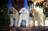 Filename=Cachorros-de-Montes-del-Pardo.jpg
Filesize=97KiB
Dimensions=1200x791
Date added=%790 %10, %2012 Cachorros-de-Montes-del-Pardo.jpg