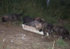 Filename=Cachorros2.JPG
Filesize=39KiB
Dimensions=600x423
Date added=%610 %27, %2007 Cachorros2.JPG