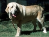 Filename=Campo.jpg
Filesize=75KiB
Dimensions=592x444
Date added=%005 %02, %2006 Campo.jpg