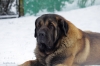 Filename=Carbonero_de_monte_Almedia_allmost_3_year_old.jpg
Filesize=89KiB
Dimensions=1100x733
Date added=%055 %07, %2019 Carbonero_de_monte_Almedia_allmost_3_year_old.jpg