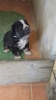 Filename=Chiquitina_de_Matalascañas_con_21_días_.jpg
Filesize=49KiB
Dimensions=480x854
Date added=%498 %23, %2017 Chiquitina_de_Matalascañas_con_21_días_.jpg