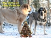 Filename=Christmas20091-antero.jpg
Filesize=203KiB
Dimensions=960x720
Date added=%883 %21, %2009 Christmas20091-antero.jpg