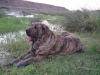 Filename=Cinga12.jpg
Filesize=265KiB
Dimensions=800x600
Date added=%754 %27, %2006 Cinga12.jpg