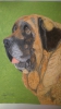 Filename=Condor_de_Fonteferra.jpg
Filesize=97KiB
Dimensions=540x960
Date added=%598 %08, %2015 Condor_de_Fonteferra.jpg