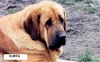 Filename=Cueta.jpg
Filesize=32KiB
Dimensions=400x248
Date added=%454 %29, %2006 Cueta.jpg