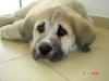 Filename=DSC03781.jpg
Filesize=69KiB
Dimensions=1280x960
Date added=%815 %05, %2008 DSC03781.jpg