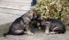 Filename=DSC_0014.jpg
Filesize=113KiB
Dimensions=1107x652
Date added=%080 %31, %2007 DSC_0014.jpg