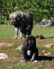 Filename=DSC_0023~0.jpg
Filesize=119KiB
Dimensions=794x1010
Date added=%710 %21, %2012 DSC_0023~0.jpg
