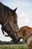 Filename=DSC_0031~0.jpg
Filesize=72KiB
Dimensions=996x1500
Date added=%914 %04, %2009 DSC_0031~0.jpg