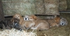 Filename=DSC_0064.jpg
Filesize=129KiB
Dimensions=1195x624
Date added=%681 %26, %2009 DSC_0064.jpg