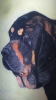 Filename=DUQUESA.jpg
Filesize=65KiB
Dimensions=540x960
Date added=%593 %08, %2015 DUQUESA.jpg