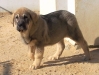 Filename=Dama.jpg
Filesize=314KiB
Dimensions=847x637
Date added=%681 %14, %2006 Dama.jpg