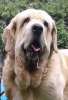 Filename=Dante_del_Dharmapuri_8_anni.jpg
Filesize=46KiB
Dimensions=462x670
Date added=%890 %28, %2016 Dante_del_Dharmapuri_8_anni.jpg