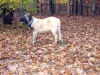 Filename=Deniro2.jpg
Filesize=53KiB
Dimensions=480x360
Date added=%910 %08, %2008 Deniro2.jpg