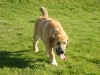 Filename=Desdemona-5-Meses.jpg
Filesize=119KiB
Dimensions=1200x900
Date added=%735 %27, %2012 Desdemona-5-Meses.jpg