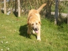 Filename=Desdemona.jpg
Filesize=204KiB
Dimensions=1200x900
Date added=%735 %27, %2012 Desdemona.jpg