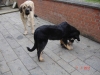 Diego--Gregor-op-7-03-2012-002.jpg